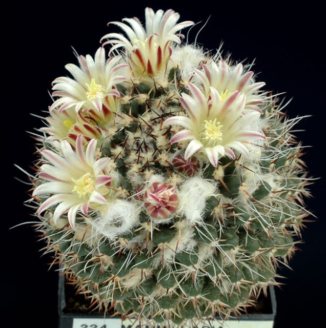 Cactus Seeds Mammillaria D Wellgrow Horti Trading